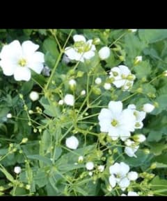 かすみ草　種　一重のサムネイル