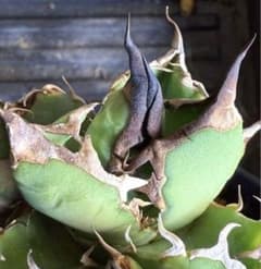 アガベ オテロイ実生選抜子株① オアハカ　チタノタ 現物 アガベ オアハカ 子株 オテロイ実生 超選抜 チタノタ - メルカリ