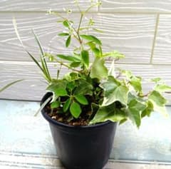 【鉢のまま】寄せ植え アイビー ・ハクリュウ・ユーフォルビアのサムネイル