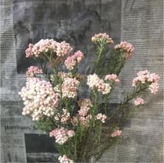 ドライフラワー ライスフラワーのサムネイル