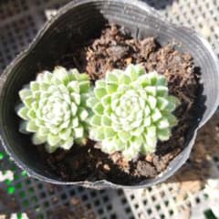 み様　ご確認用のサムネイル