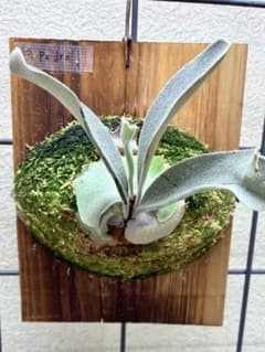 P.pedro tatsuta oc子株① ビカクシダ コウモリラン - メルカリ