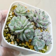 札付き】おらいさん リンゼアナ×ざわわ ミニ苗4点 抜き苗 - メルカリ