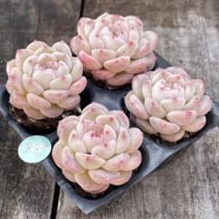 NEW❗️887多肉植物 ジェニー 抜き苗 寄せ植え 大きめ4苗セット