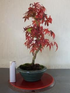 盆栽 山もみじ（4－4） - メルカリ