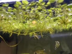 水草無農薬　ドワーフフロッグビット（ドワーフウォーターレタス）6株のサムネイル