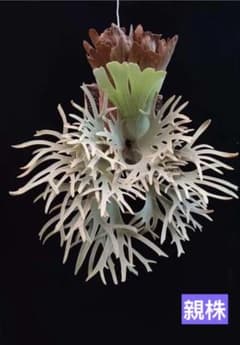 ビカクシダ　P. Yellow Moon Dwarf Totoro spore ビカクシダ Yellow Moon dwarf Totoro spore - メルカリ
