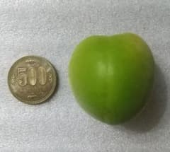 梅  (翌日発送) 無農薬 1kg 送料無料 匿名配送 青梅 ウメのサムネイル