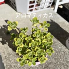 多肉植物　アロマティカス　抜き苗のサムネイル