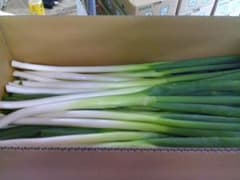 茨城県産 長ねぎ 新鮮野菜　5kg　細目サイズのサムネイル