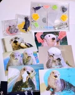 カプくじ ラッコのメイちゃんくじリターンズ9セット B賞D賞E賞 鳥羽