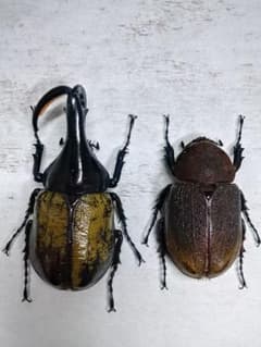 ヘラクレスオオカブトペア標本　♂角曲がりのサムネイル