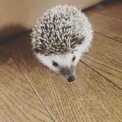 Meowさん専用のサムネイル