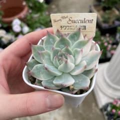 チワワエンシス錦 ＊同梱推奨商品 - メルカリ