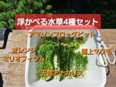 【匿名配送】浮かべる水草4種セット【ゆうパケットポストmini】のサムネイル
