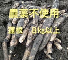 無農薬自家栽培　愛知県産れんこん　8㎏以上のサムネイル
