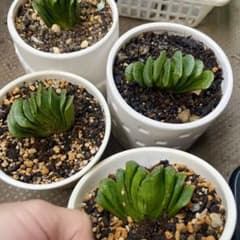 多肉植物 韓国苗 大苗 ハオルチア 玉扇　抜き苗のサムネイル