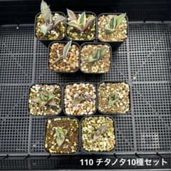 u*s様 110 アガベ　チタノタ 10種セットのサムネイル