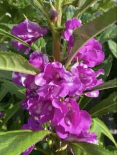 υ´• ﻌ •`υ✾ 専用 鳳仙花 苗1本のサムネイル