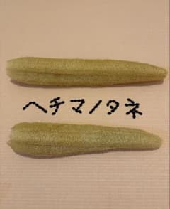 令和8年産　へちまの種　50粒　無農薬　家庭菜園　ヘチマのサムネイル
