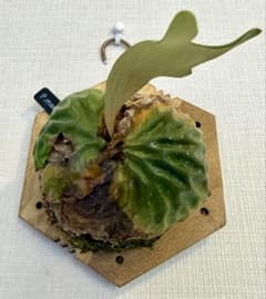 ビカクシダ エラワン 子株 | Shop at Mercari from Japan! | Buyee