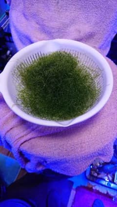 ホソジュズモ   リフジウム    海藻のサムネイル