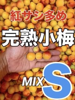 0824紅サシの多い完熟小梅　SS〜Mサイズ 5kgキルトパッチ梅店のサムネイル