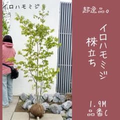 逸品。ヤマモミジ本株立ち2.9M(鉢底から) 超逸品。イロハモミジ株立ち1.9M(鉢底から)品番C - メルカリ