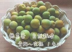 梅 青梅 １キロ 無農薬 自然栽培のサムネイル