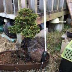 津山桧盆栽！のサムネイル