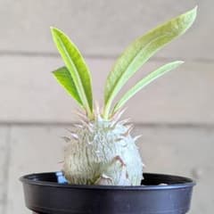 白花恵比寿笑い レウコキサンツム パキポディウム - メルカリ