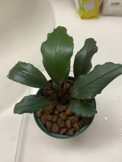 Bucephalandra sp.ダイヤモンドダストのサムネイル