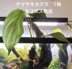 ヤマサキカズラ　1株　ネコポス発送のサムネイル