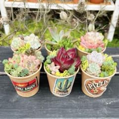 152 多肉植物の小さな寄せ植え✻そのまま飾れる✻6コセット✻速達発送