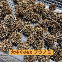 ふうの実　15個  フウノミ　フウの実のサムネイル