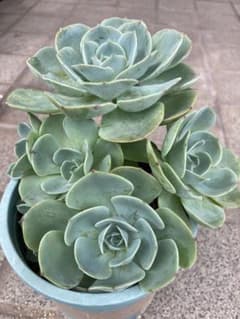 多肉植物 七福神 子株付き 抜き苗 - メルカリ
