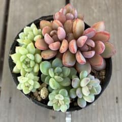 多肉植物 かわいくて増える3種セット 抜き苗 ピンクローサなど - メルカリ