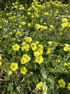 たらの芽  タラの芽  あいちんママ様 専用です。のサムネイル