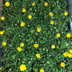 ムルチコーレ3寸鉢のサムネイル