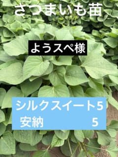 さつまいも苗のサムネイル