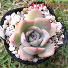 多肉植物　エケベリア　フィオナ×チワワエンシスのサムネイル