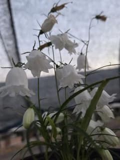 山野草 白花二重咲きイワシャジンのサムネイル