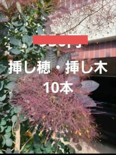 スモークツリー 希少カラー 挿し木・挿し穂のサムネイル