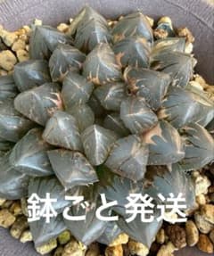 ハオルチア ブラックオブツーサ錦 親株 子株付 超美株 観葉植物 - メルカリ