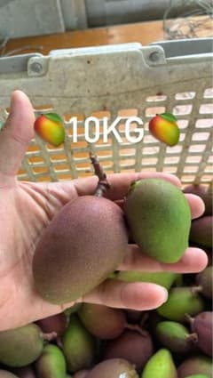 摘果マンゴー 10kg - メルカリ