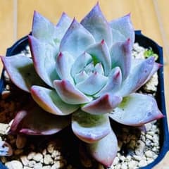 多肉植物❣️ブルーバード❣️韓国苗育成 抜き苗 f151 - メルカリ