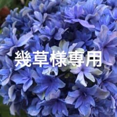 幾草様専用　紫陽花おまとめのサムネイル