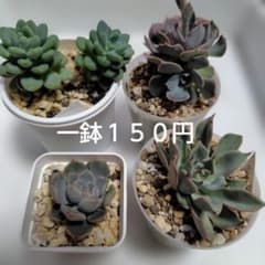 多肉植物　エケベリア等４点セット　抜き苗のサムネイル