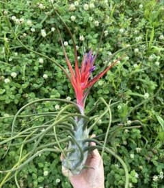 Tillandsia Bulbosa Super Giant 速達発送 - メルカリ