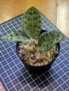 マコデスペトラ　1株のサムネイル